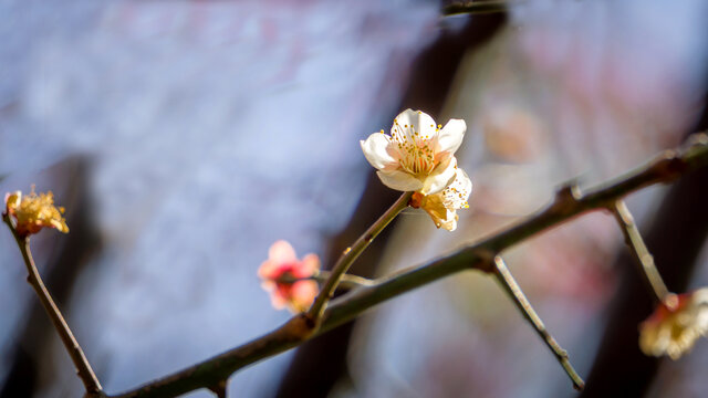 红梅花开
