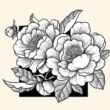 线描手绘牡丹花