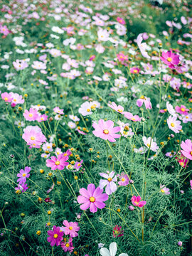 广州海珠湖公园的格桑花花海