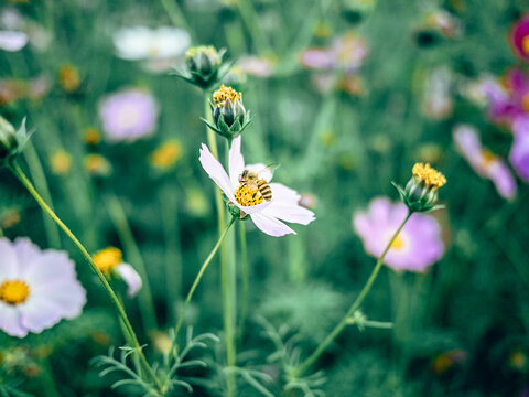 广州海珠湖格桑花与蜜蜂