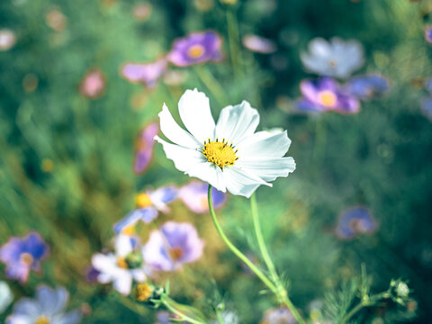 广州海珠湖公园的格桑花花海