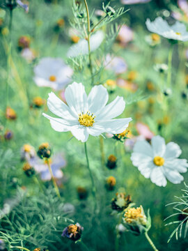 广州海珠湖公园的格桑花花海