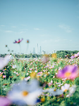 广州塔三件套与海珠湖格桑花花海