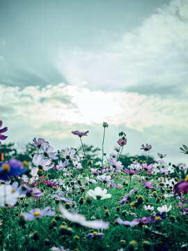 广州海珠湖格桑花特写
