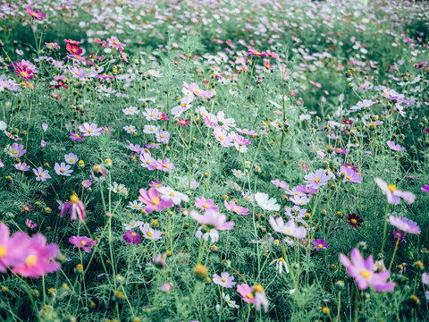 广州海珠湖格桑花特写