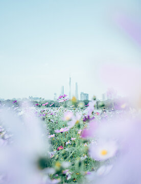 广州海珠湖格桑花特写