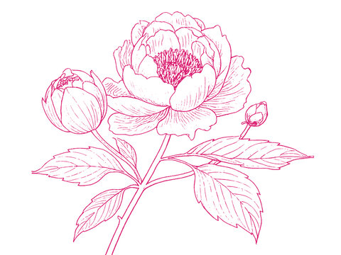 牡丹花朵插图版画素描底纹包装矢量图