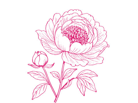 牡丹花朵插图版画素描底纹包装矢量图