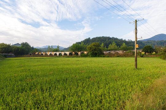 稻田