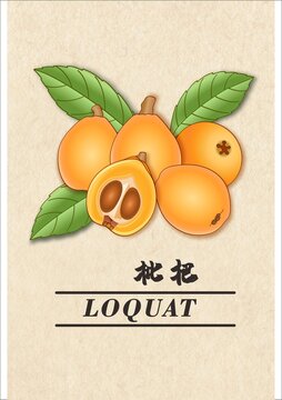枇杷插画