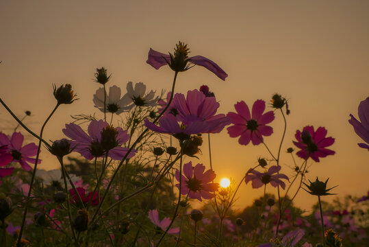 广州海珠湖公园格桑花