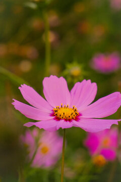 广州海珠湖公园格桑花
