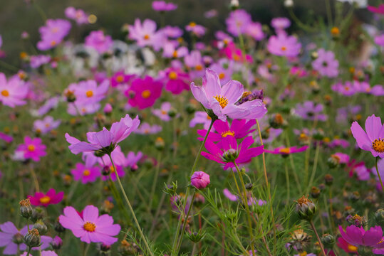 广州海珠湖公园格桑花