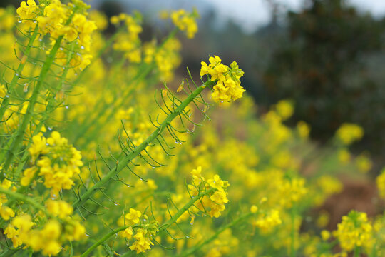 油菜花