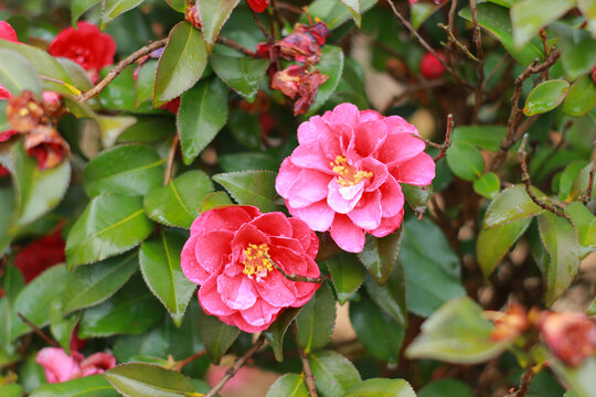 粉色茶花