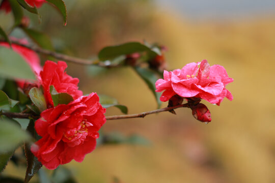 茶花