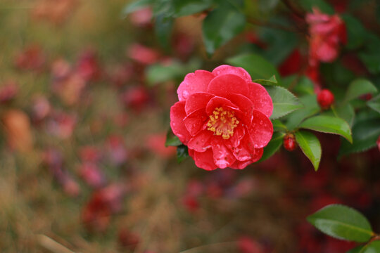 山茶花