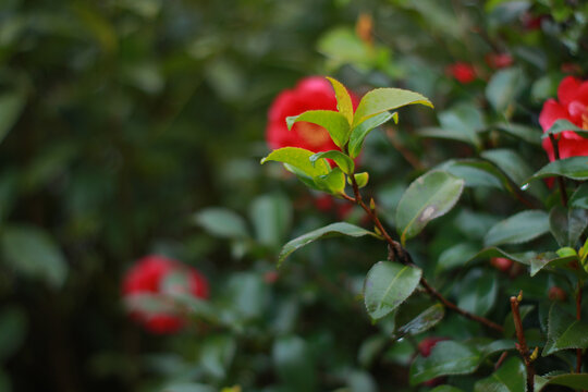 茶花