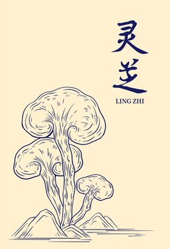 灵芝