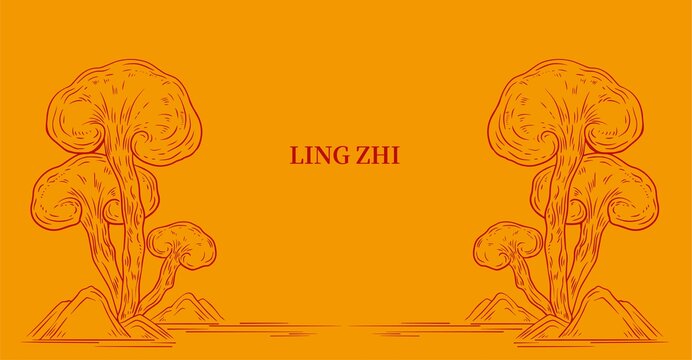 灵芝礼盒