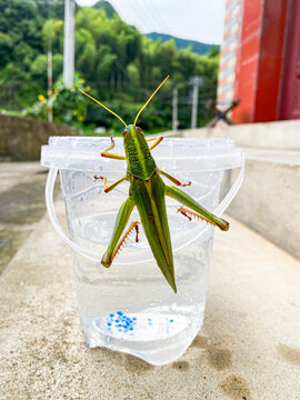 蝗虫