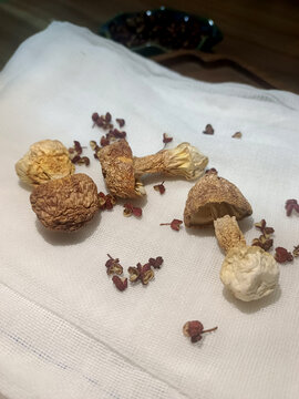 菌子