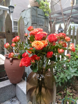 月季花