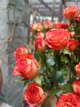 红色月季花