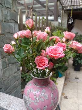 月季花