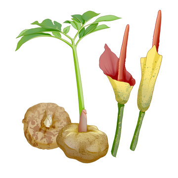 蔬菜魔芋