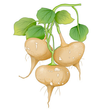 蔬菜沙葛
