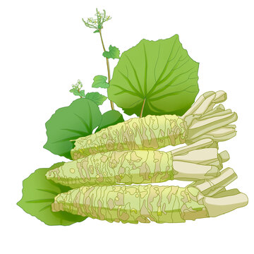 蔬菜山葵