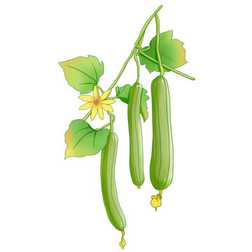 蔬菜丝瓜