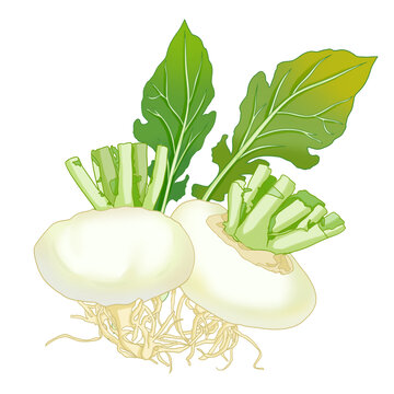 蔬菜芜菁