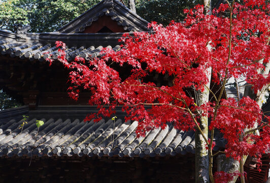 南京栖霞山红枫艺术节古建筑和枫叶