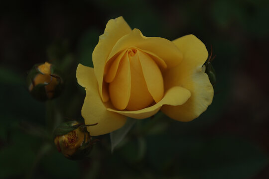 月季花