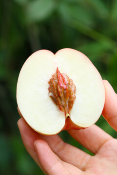 白心油桃
