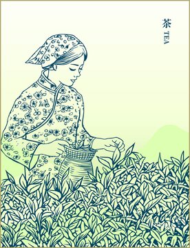 春茶采茶女