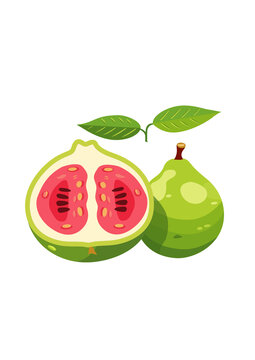 水果番石榴芭乐矢量便屏风插画