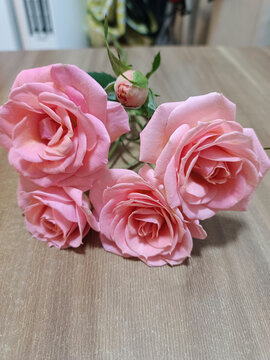 粉色月季花