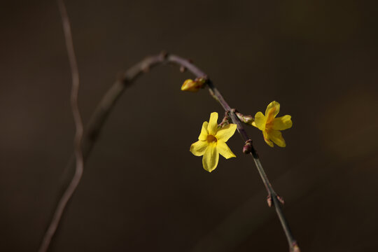 迎春花