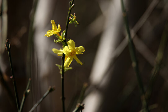 迎春花