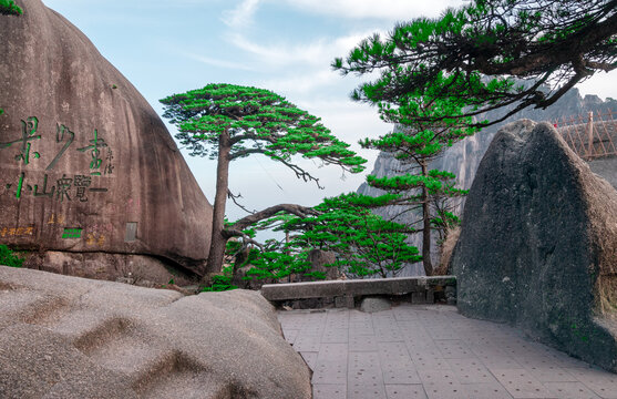 黄山迎客松