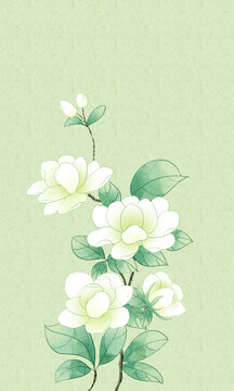 茉莉花