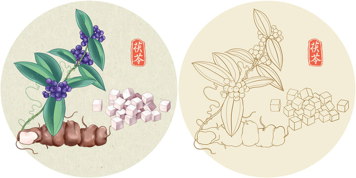 手绘中草药茯苓插画