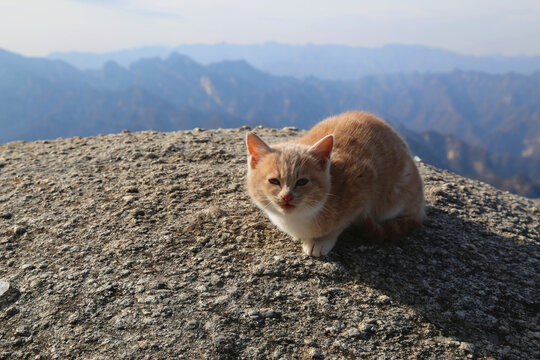 华山上的野猫