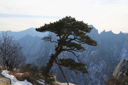华山迎客松