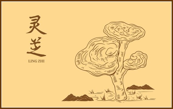 灵芝包装插画