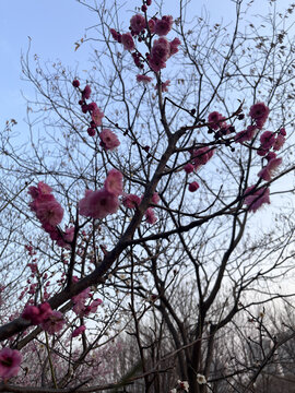 梅花盛开