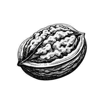 矢量核桃插画